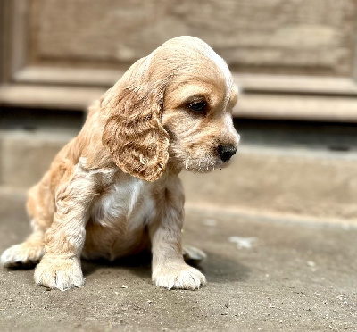 de la bergerie de morgane - Cocker Spaniel Anglais - Portée née le 16/04/2024