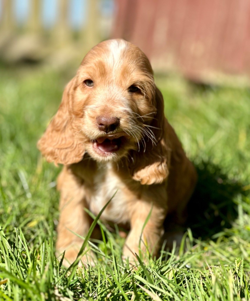 de la bergerie de morgane - Chiots disponibles - Cocker Spaniel Anglais