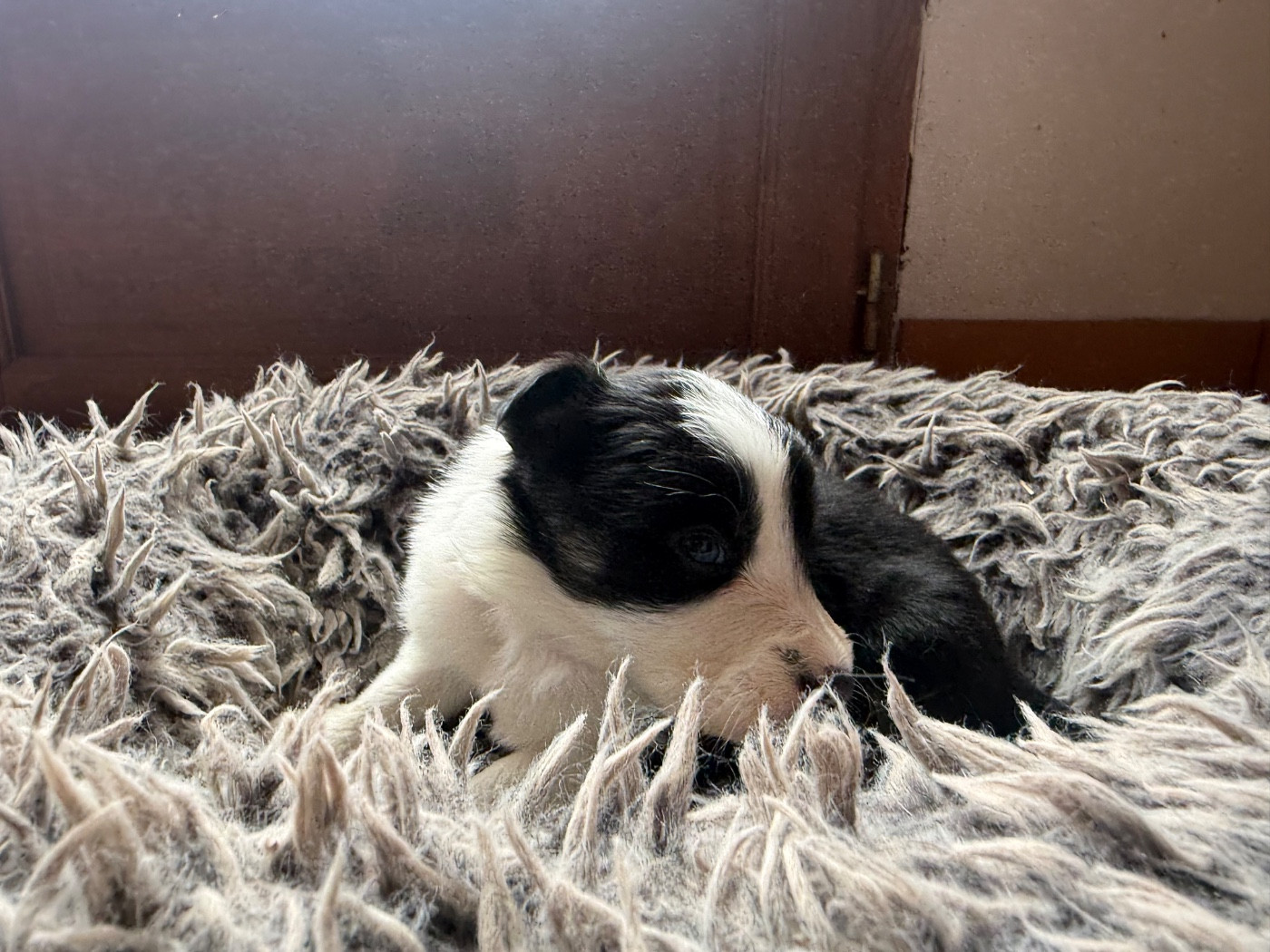 de la bergerie de morgane - Chiots disponibles - Border Collie