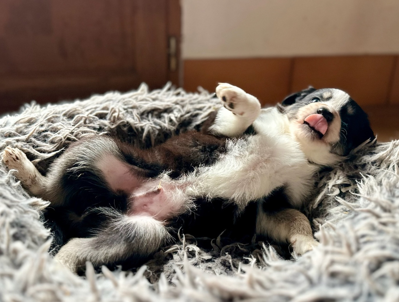 de la bergerie de morgane - Chiots disponibles - Border Collie