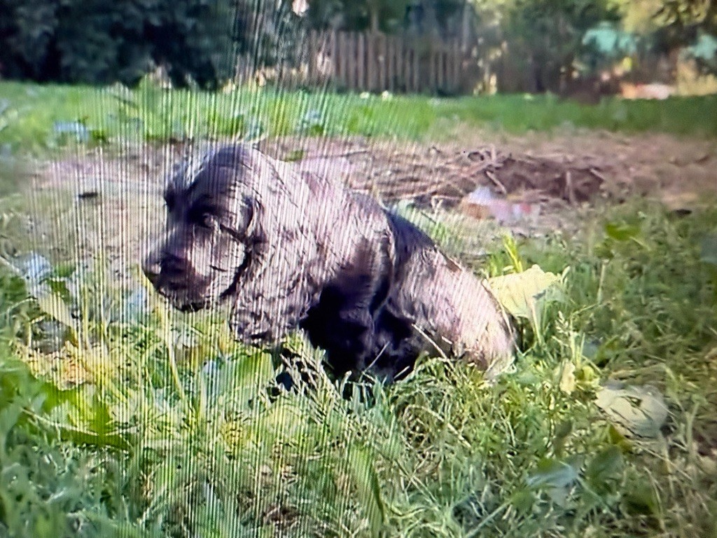 de la bergerie de morgane - Chiots disponibles - Cocker Spaniel Anglais