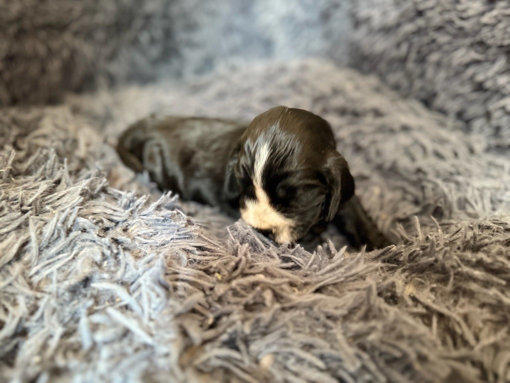 de la bergerie de morgane - Chiots disponibles - Cocker Spaniel Anglais