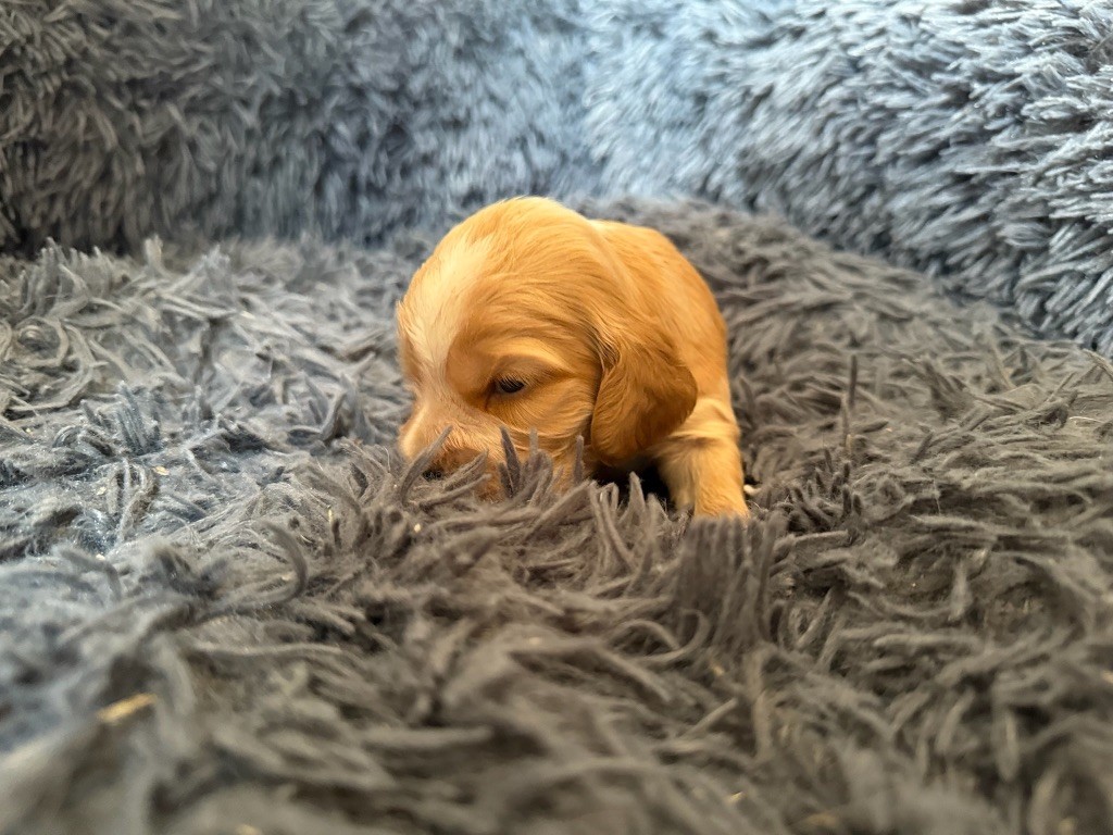 de la bergerie de morgane - Chiots disponibles - Cocker Spaniel Anglais