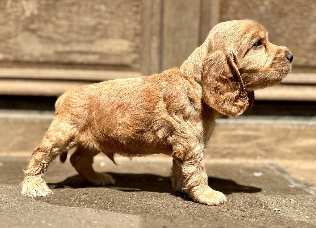 de la bergerie de morgane - Cocker Spaniel Anglais - Portée née le 16/04/2024