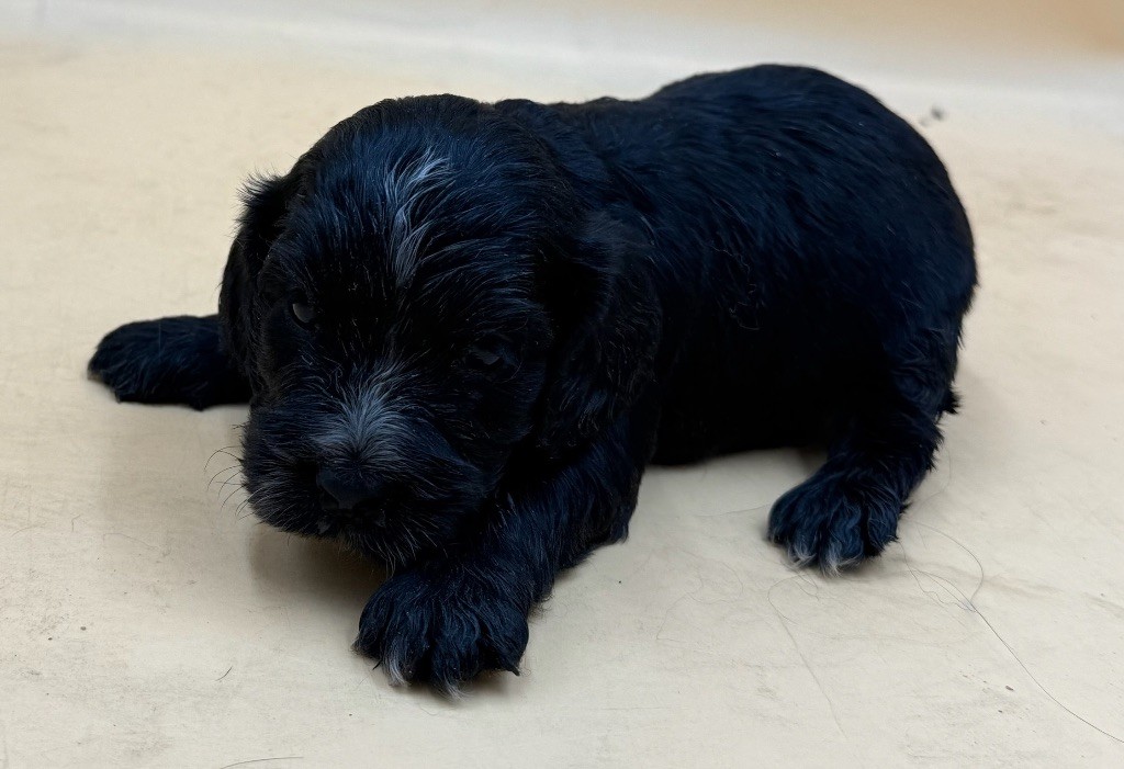 de la bergerie de morgane - Chiots disponibles - Cocker Spaniel Anglais