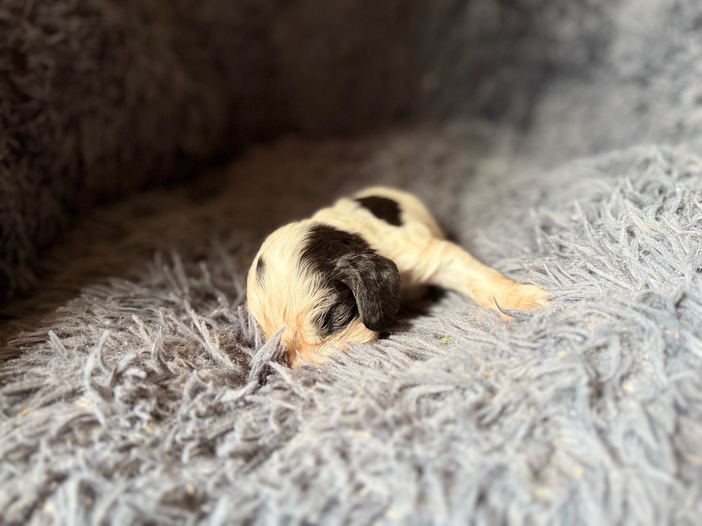 de la bergerie de morgane - Chiots disponibles - Cocker Spaniel Anglais
