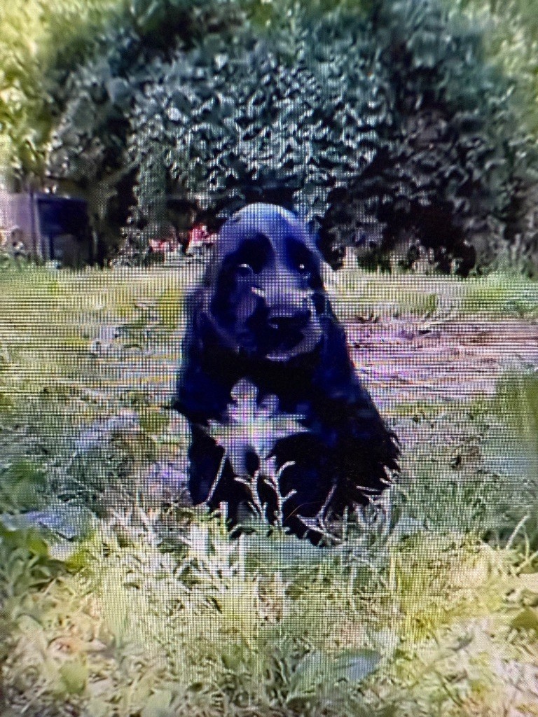 de la bergerie de morgane - Chiots disponibles - Cocker Spaniel Anglais