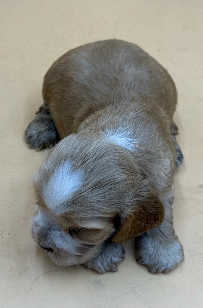 de la bergerie de morgane - Chiots disponibles - Cocker Spaniel Anglais
